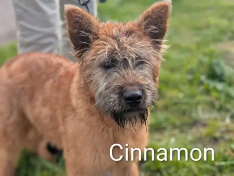 Cinnamon