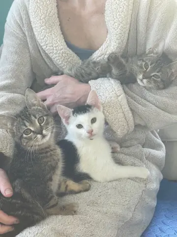 Gamma, Rho, and Zeta