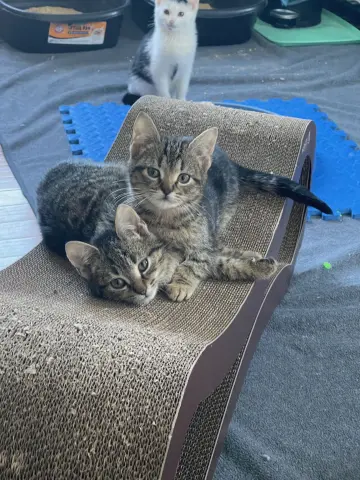 Gamma, Rho, and Zeta thumbnail 2