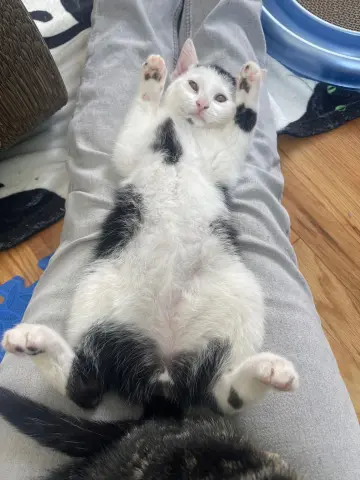 Gamma, Rho, and Zeta thumbnail 3