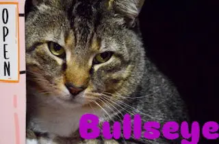 Bullseye thumbnail 1