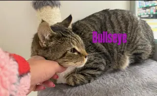 Bullseye thumbnail 4