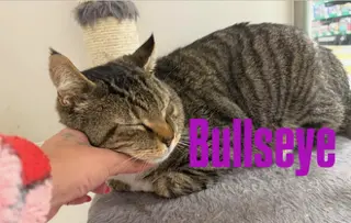 Bullseye thumbnail 5