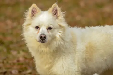 Princess thumbnail 4