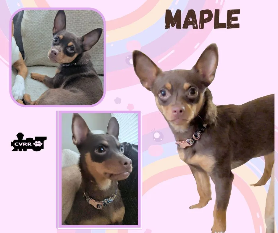Maple - Photo 1