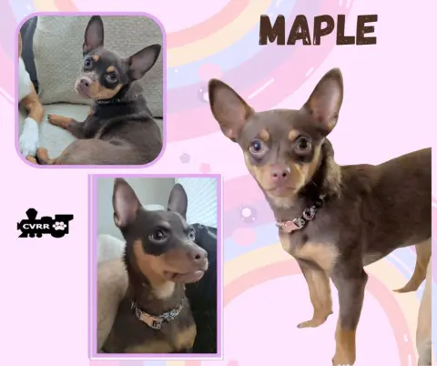 Maple