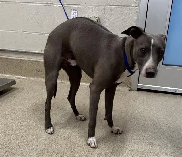 Cool Whipp - Photo 1