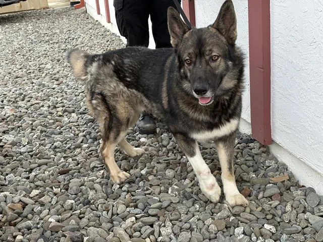 Mr Fuzzy Pants - Photo 1