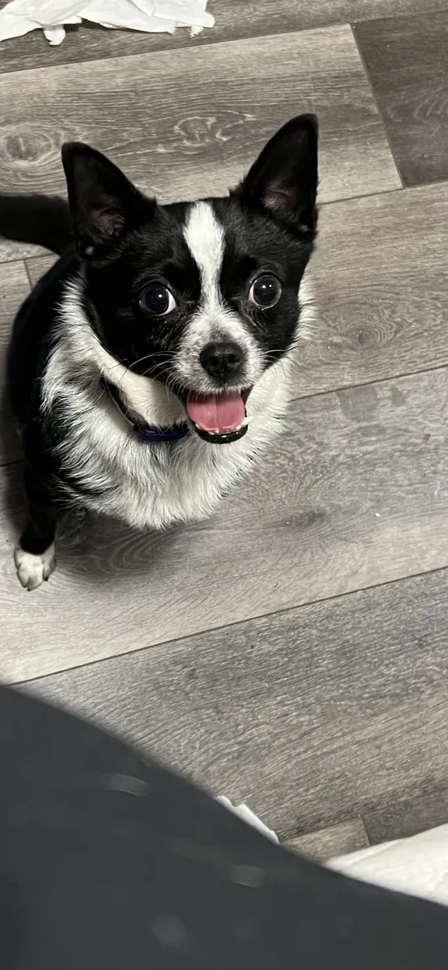 Little Bean - Photo 1