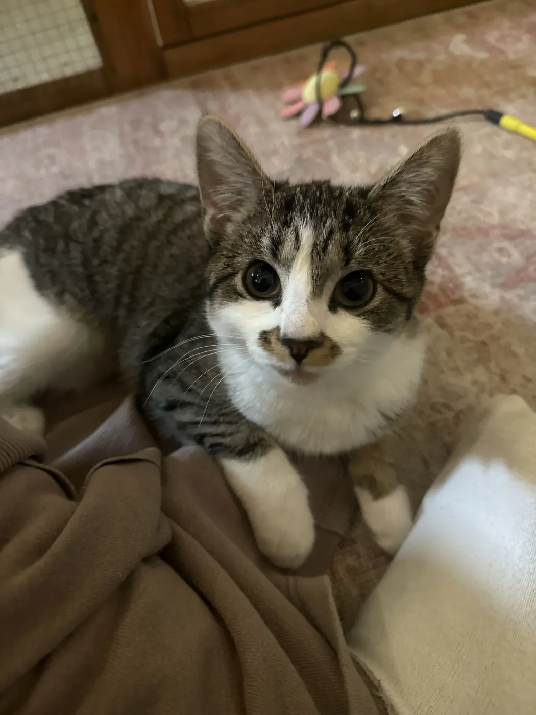 Cookie Dough - Photo 1