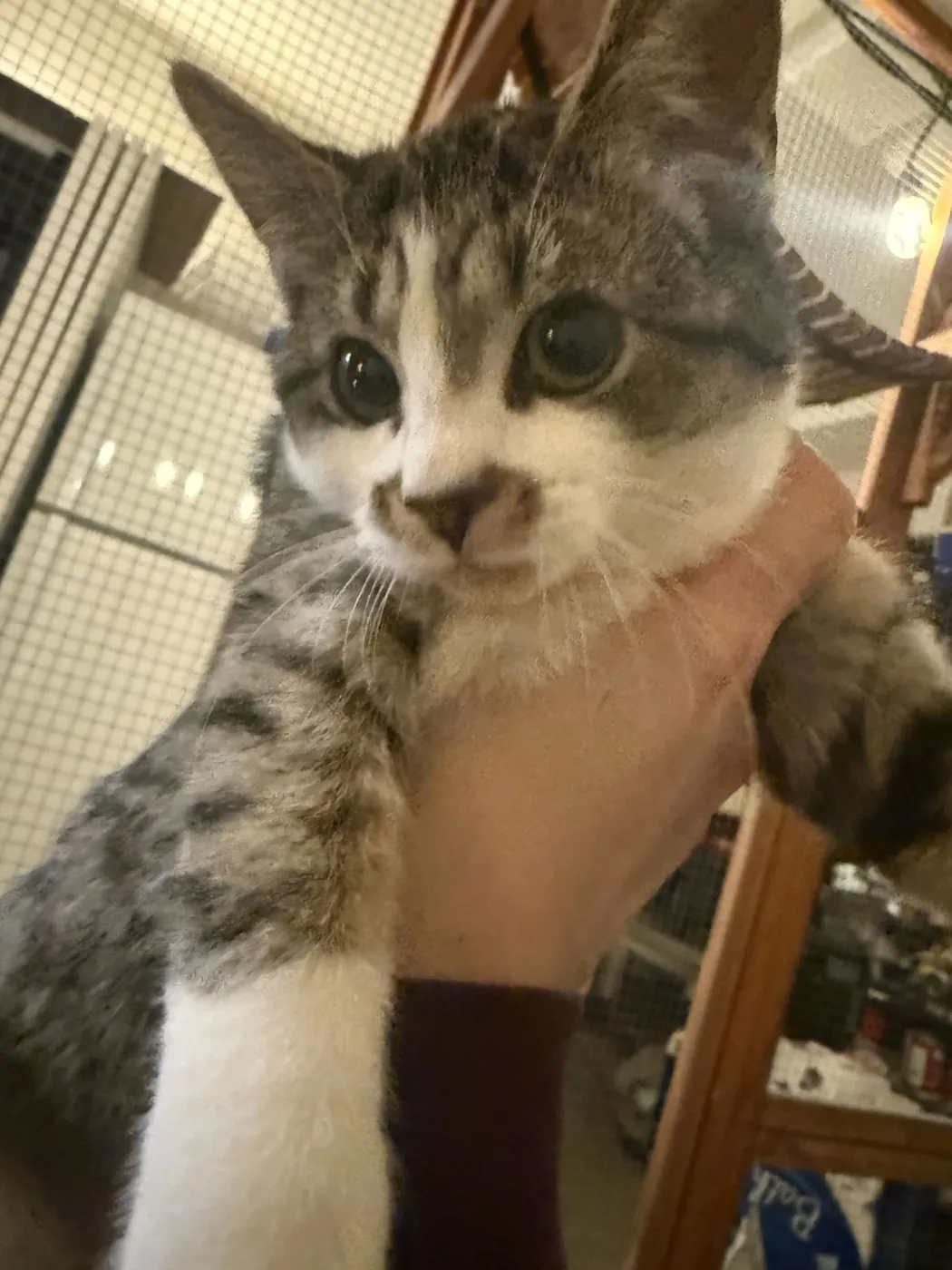 Cookie Dough - Photo 2