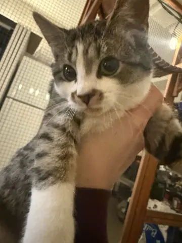 Cookie Dough thumbnail 2