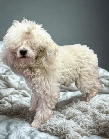 Charlotte thumbnail 3