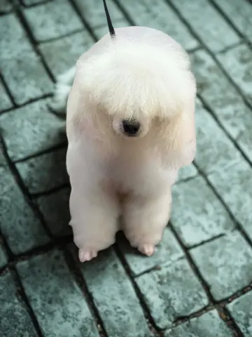 Charlotte thumbnail 4