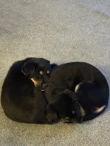 Corduroy thumbnail 2