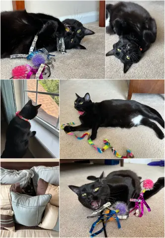 Mere-Bear thumbnail 3