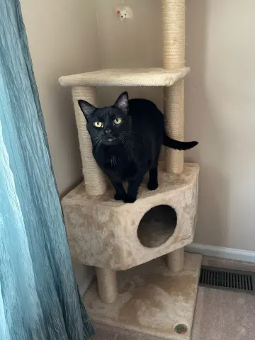 Mere-Bear thumbnail 4