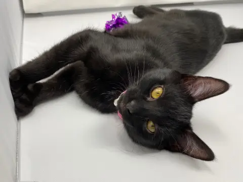 Mere-Bear thumbnail 5