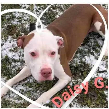 Daisy thumbnail 2