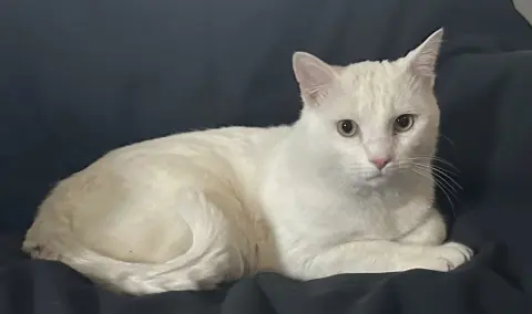 Blizzard thumbnail 3