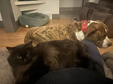 Dust Bunny thumbnail 1