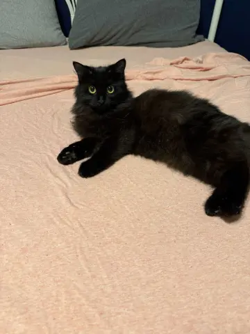 Dust Bunny thumbnail 2