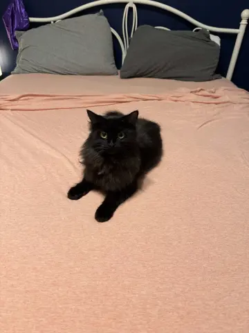 Dust Bunny thumbnail 3