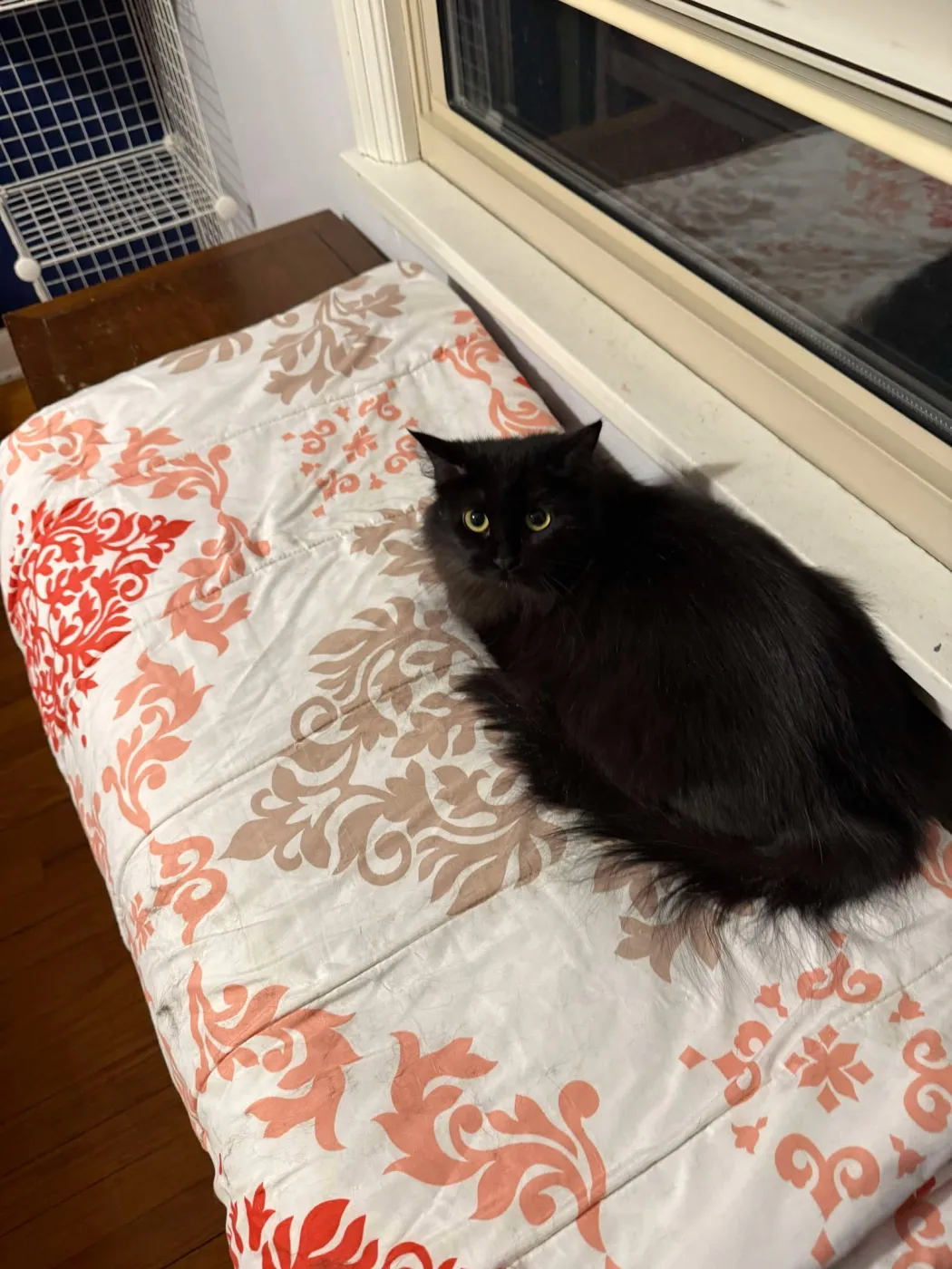 Dust Bunny - Photo 4