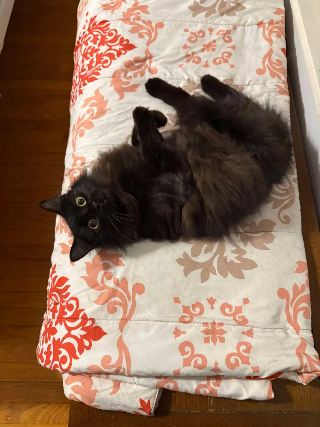 Dust Bunny - Photo 5