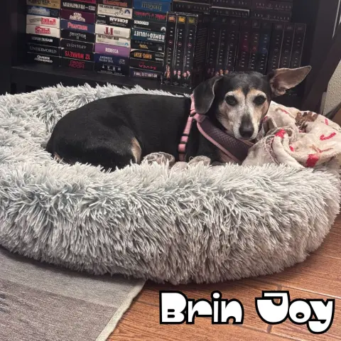 Brin Joy thumbnail 3
