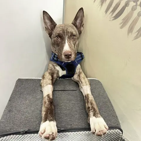 Lily Luz thumbnail 1