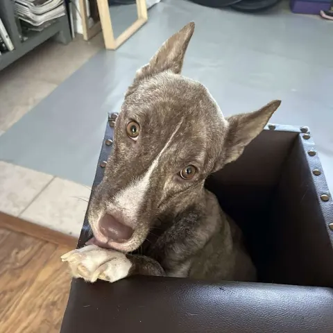 Lily Luz thumbnail 4