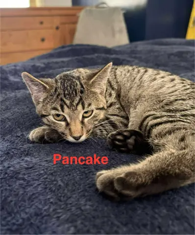 Pancake thumbnail 2