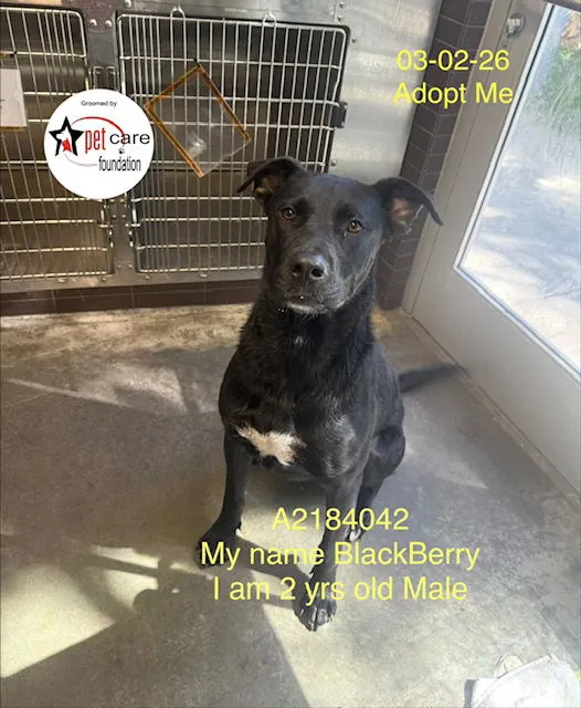 Blackberry - Photo 1