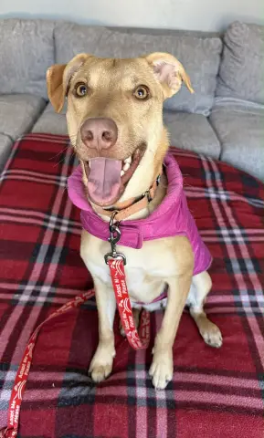 Bubble Gum thumbnail 1