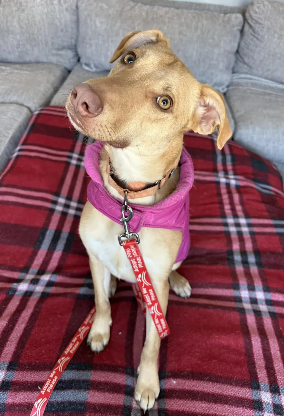 Bubble Gum - Photo 5