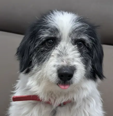 Starburst thumbnail 1