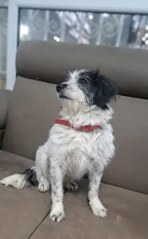 Starburst thumbnail 2