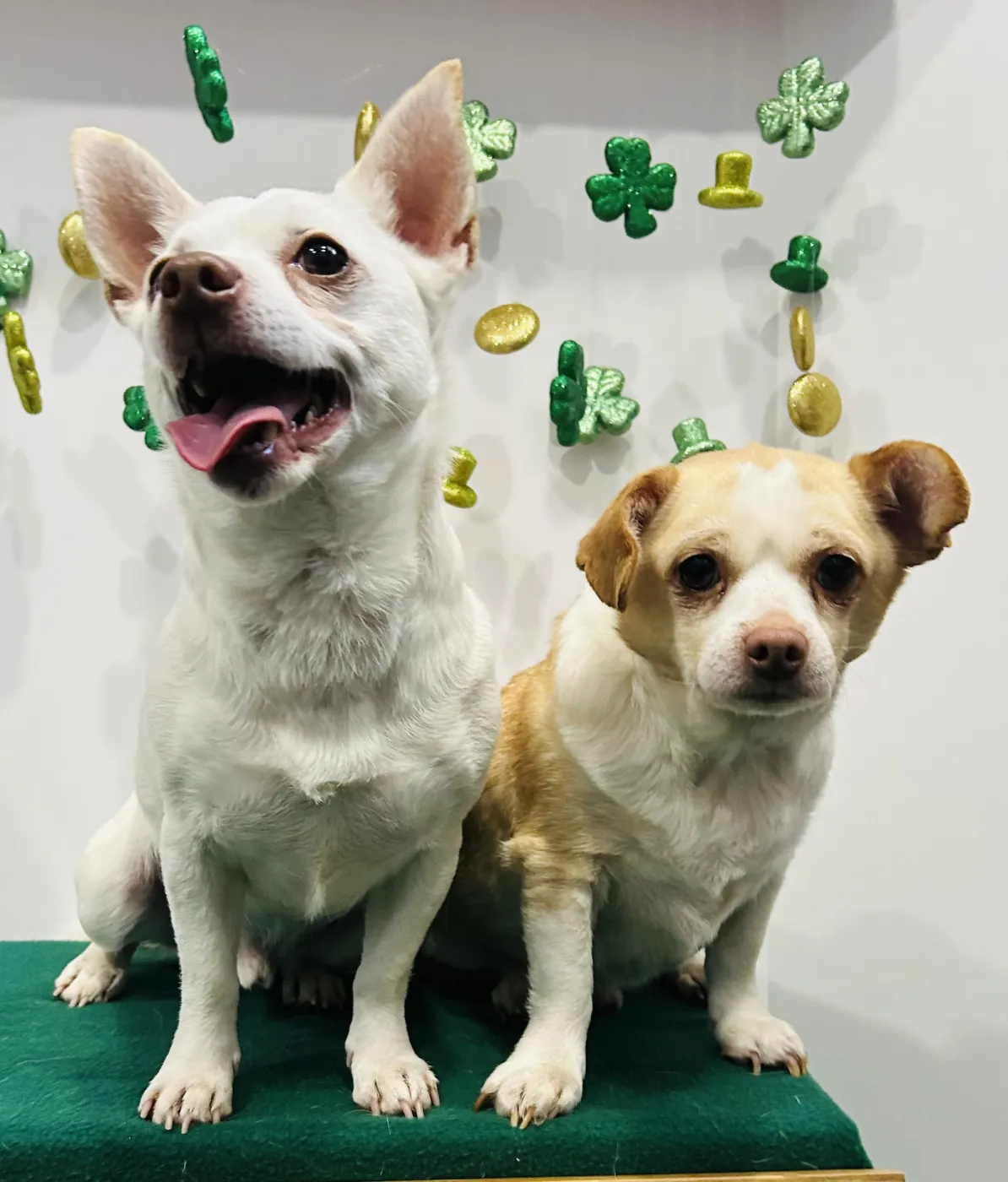 Casper and Tubbz - Photo 2