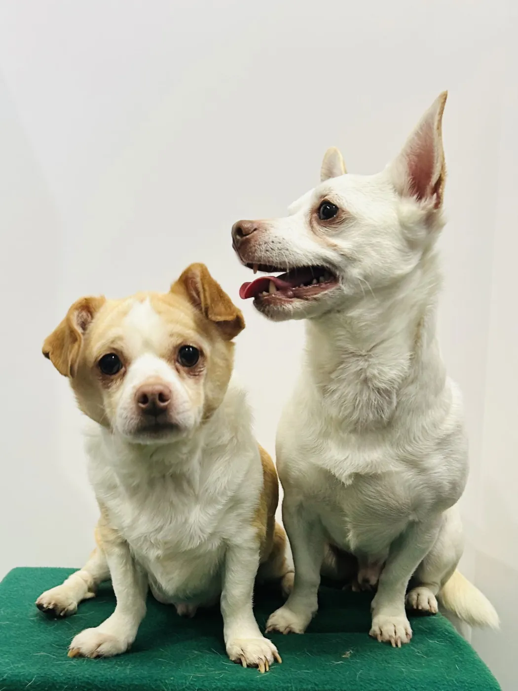 Casper and Tubbz - Photo 5