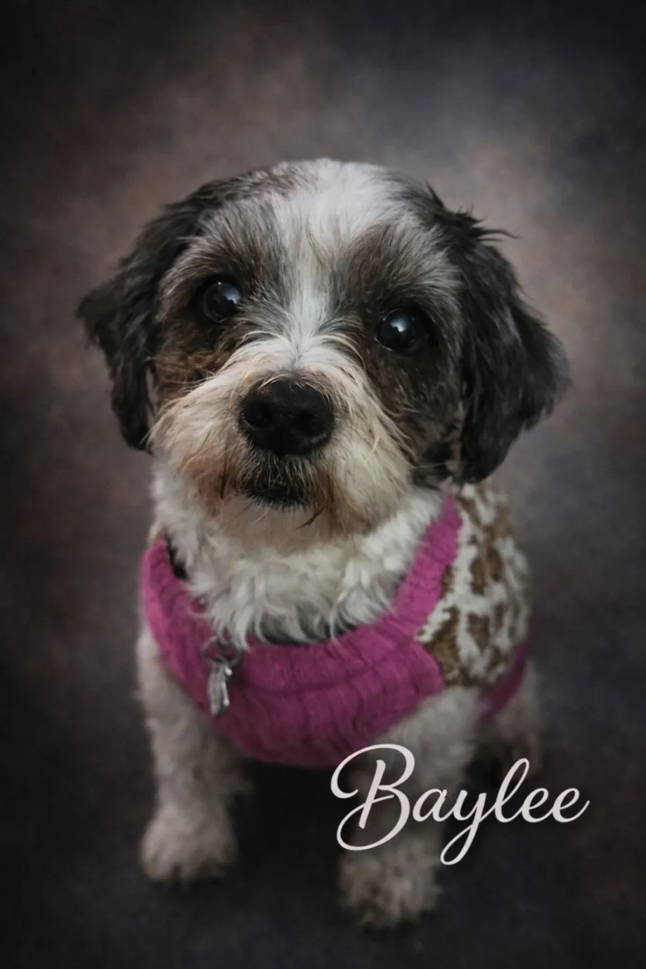Baylee - Photo 2