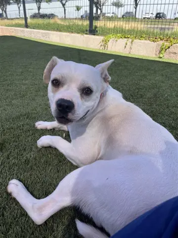 Flip Flop thumbnail 3