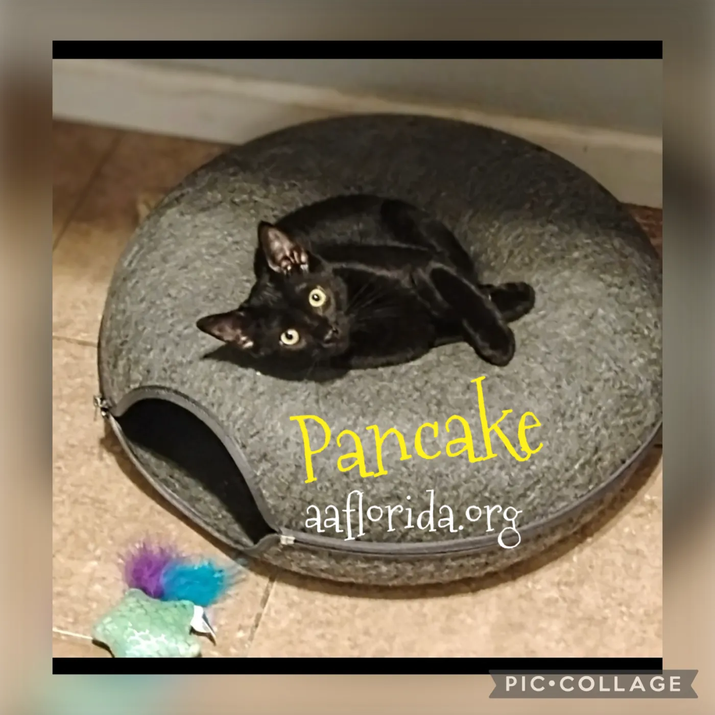 Pancake - Photo 1