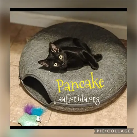 Pancake
