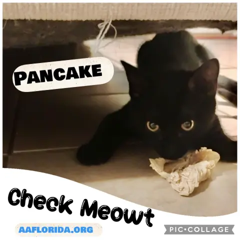 Pancake thumbnail 2