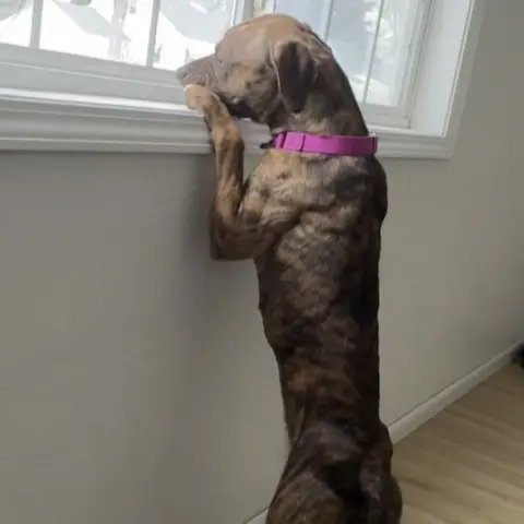 Moonwalk thumbnail 3