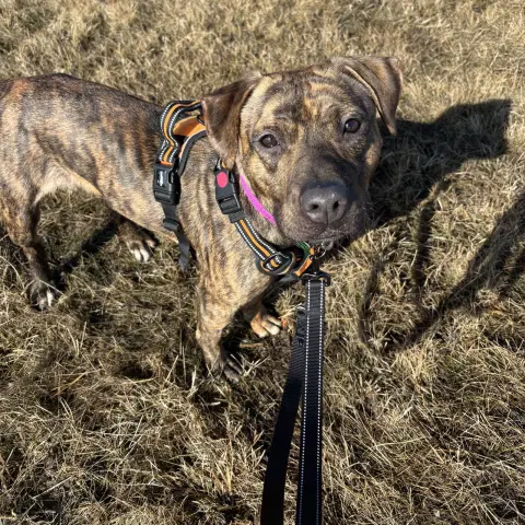 Moonwalk thumbnail 4