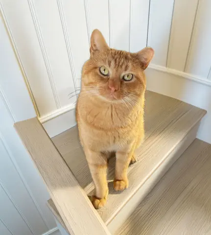 Rigatoni thumbnail 1