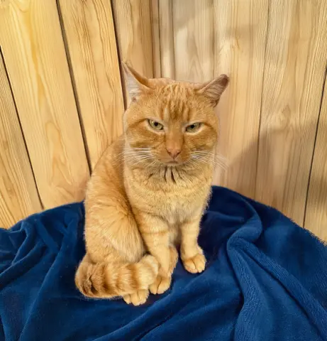 Rigatoni thumbnail 2