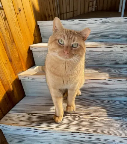 Rigatoni thumbnail 3